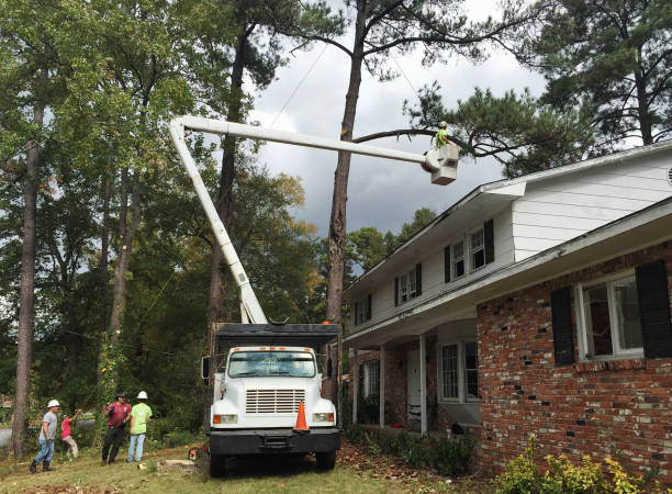 How Our Tree Care Process Works  in  Millstadt, IL